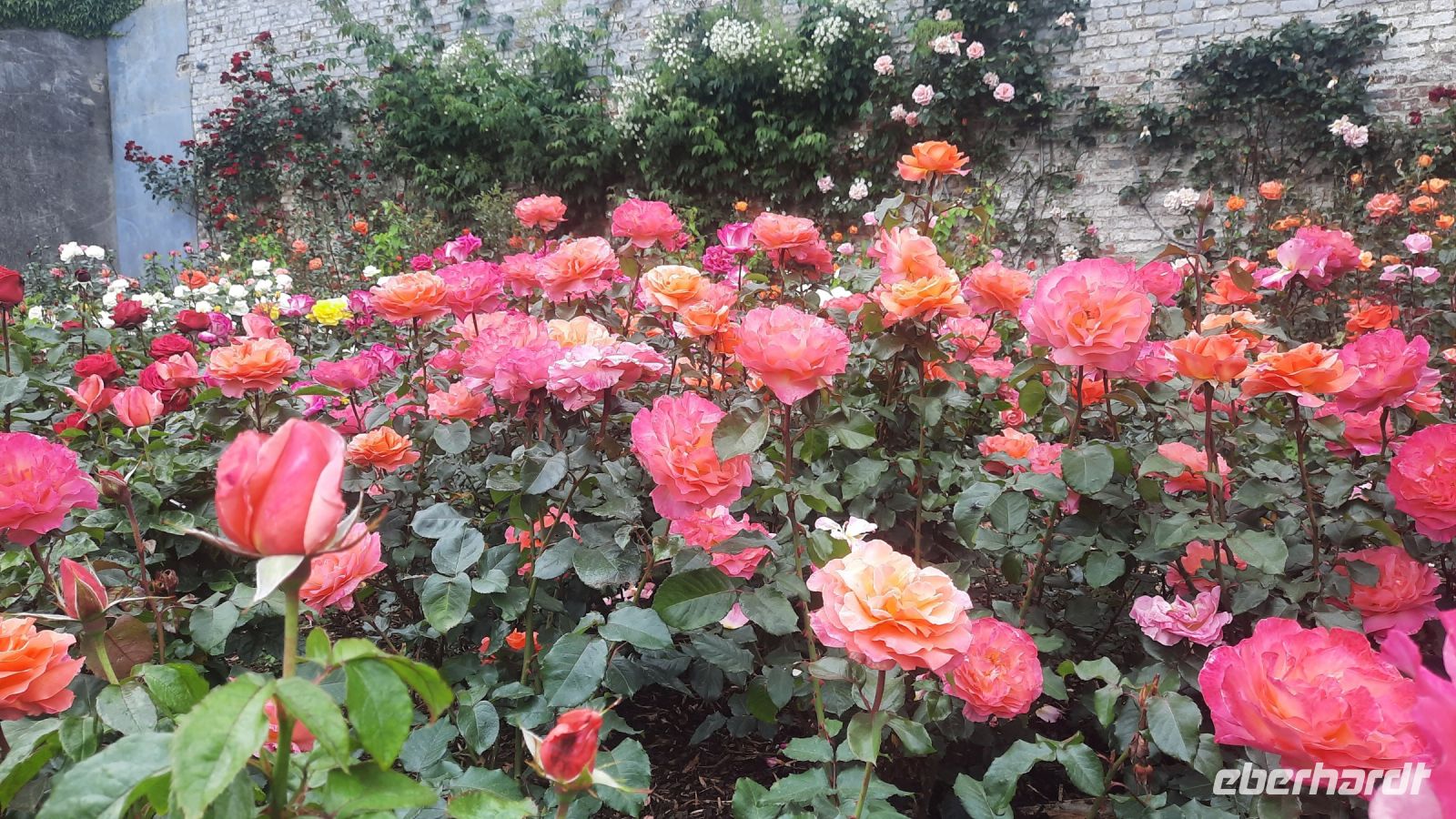 285 – Irland, Powerscourt Gardens