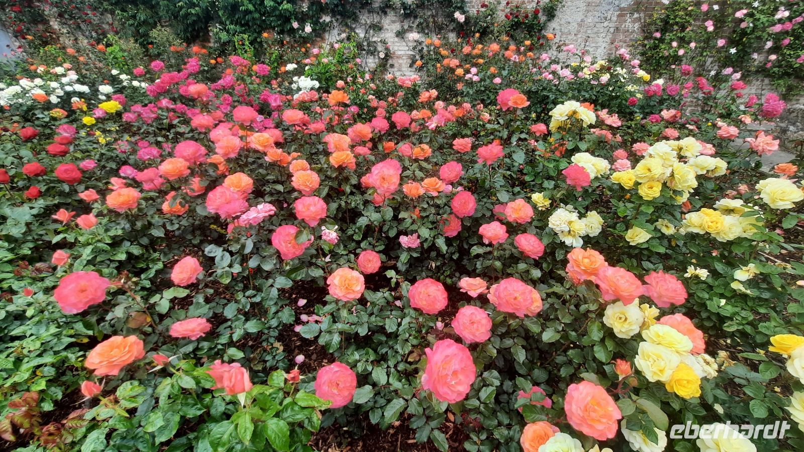 286 – Irland, Powerscourt Gardens