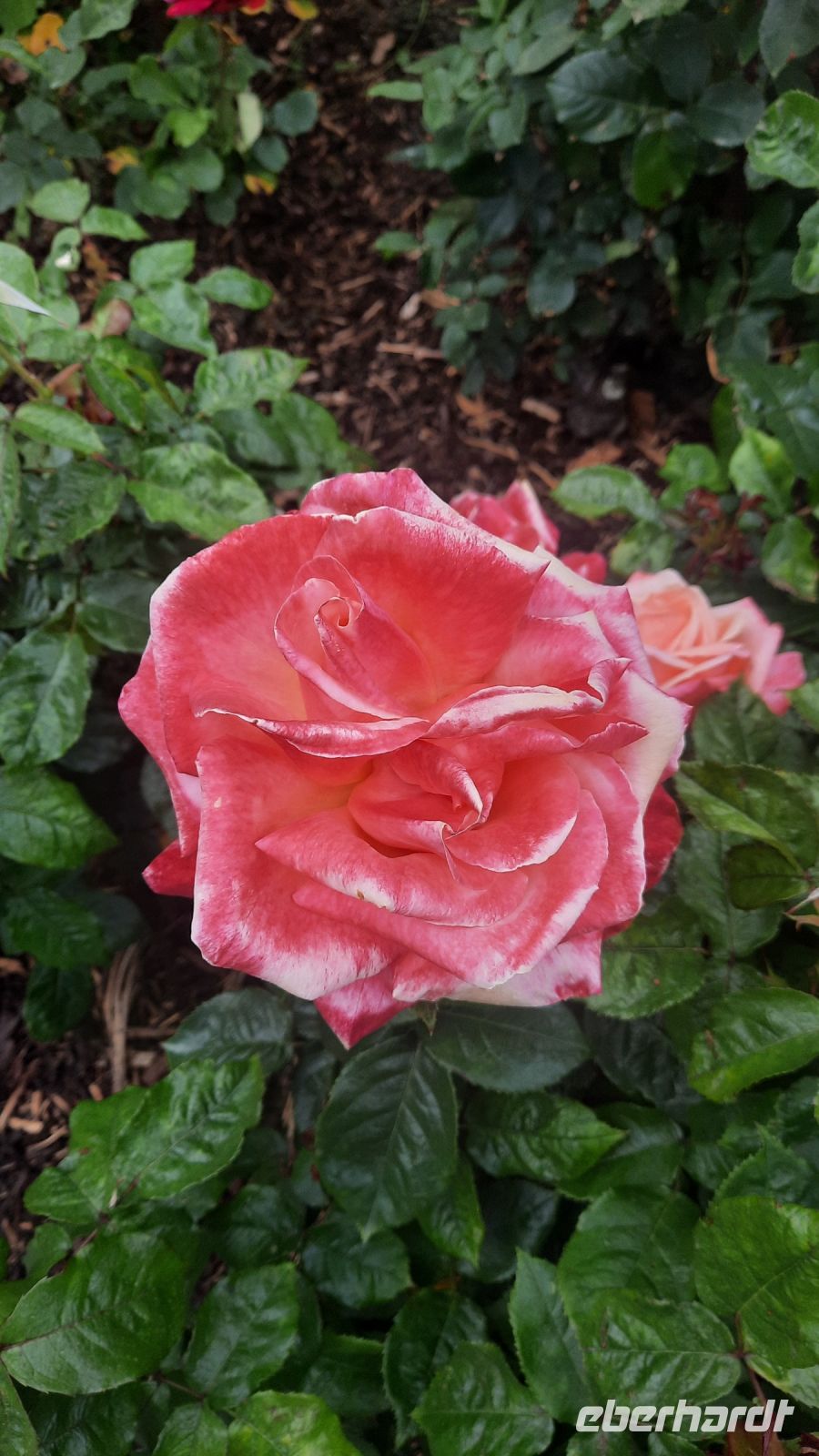 288 – Irland, Powerscourt Gardens