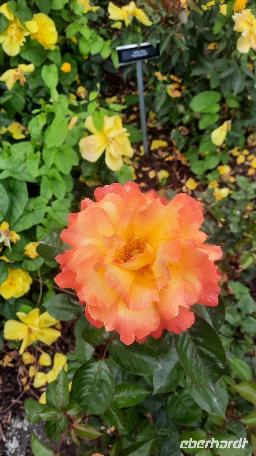 289 – Irland, Powerscourt Gardens