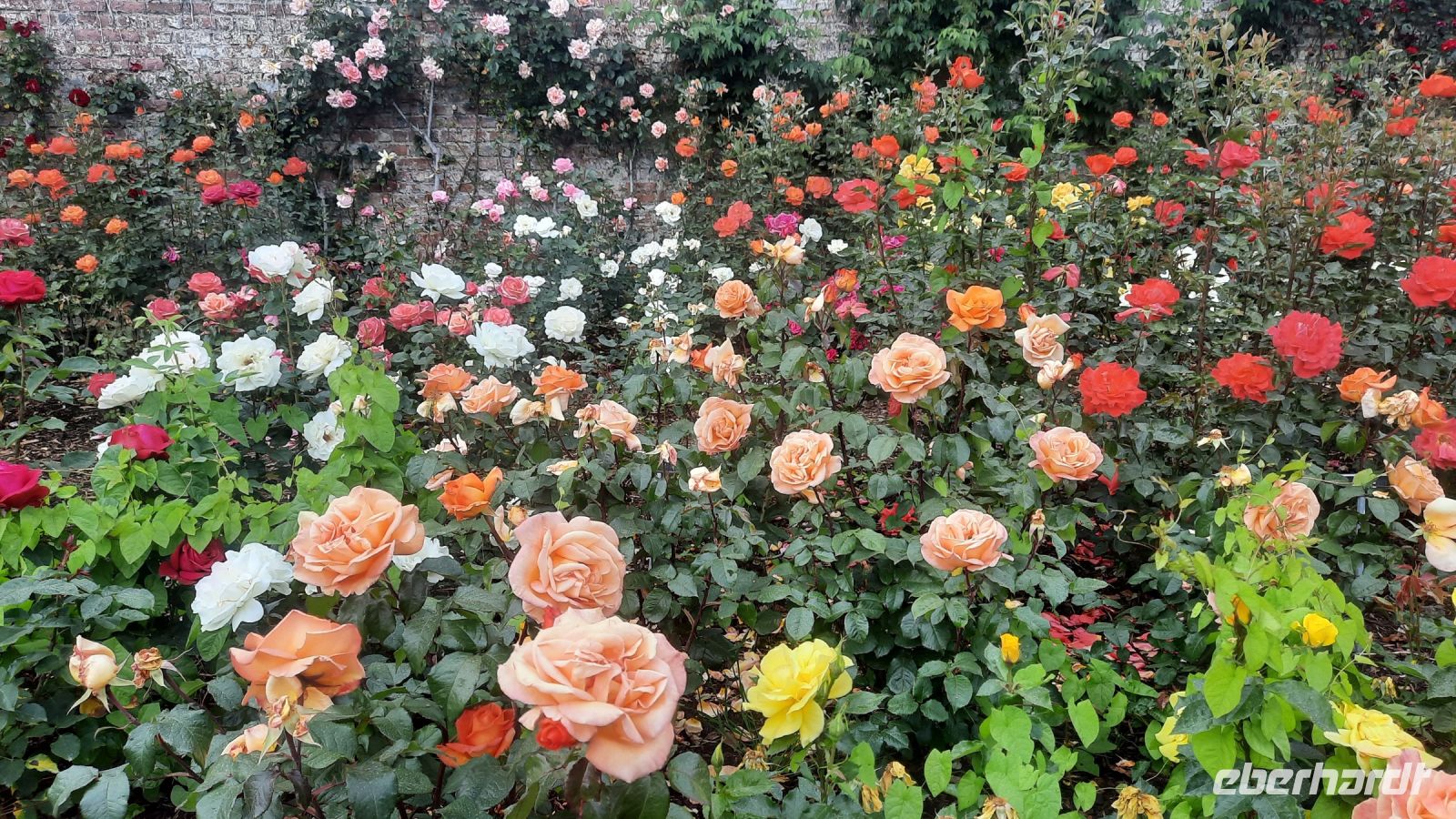 291 – Irland, Powerscourt Gardens