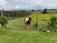 4. Tag – Gräberfeld von Carrowmore