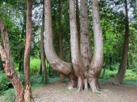 4. Tag – Spaziergang im Coole Park