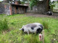 5. Tag – Kylemore Abbey