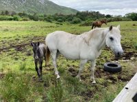 5. Tag – Kylemore Abbey
