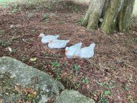 6. Tag – Besuch im Bunratty Castle and Folk Park