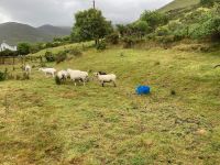 8. Tag – Ring of Kerry – Besuch beim Schäfer Brendan