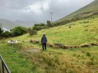 8. Tag – Ring of Kerry – Besuch beim Schäfer Brendan