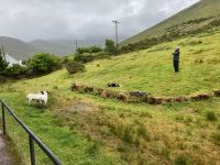 8. Tag – Ring of Kerry – Besuch beim Schäfer Brendan