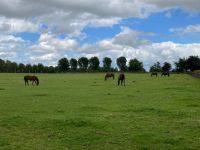 11. Tag – Irisches Nationalgestüt in Kildare