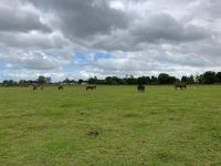 11. Tag – Irisches Nationalgestüt in Kildare