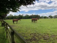 11. Tag – Irisches Nationalgestüt in Kildare