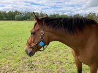 11. Tag – Irisches Nationalgestüt in Kildare