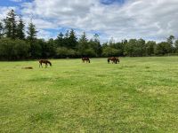 11. Tag – Irisches Nationalgestüt in Kildare