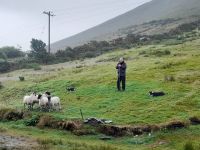 Besuch beim Schäfer am Ring of Kerry