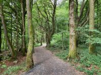 9. Tag – Spaziergang in Coole Park