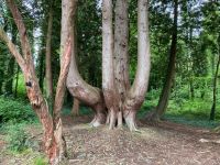 9. Tag – Spaziergang in Coole Park