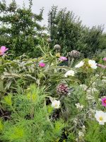Dublin: Phoenix Park