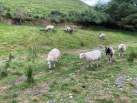 10. Tag – Ring of Kerry – Besuch beim Schäfer Brendan