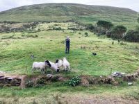 10. Tag – Ring of Kerry – Besuch beim Schäfer Brendan