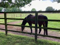 11. Tag – Irisches Nationalgestüt