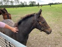 11. Tag – Irisches Nationalgestüt