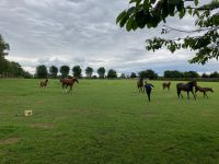 11. Tag – Irisches Nationalgestüt