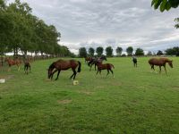 11. Tag – Irisches Nationalgestüt