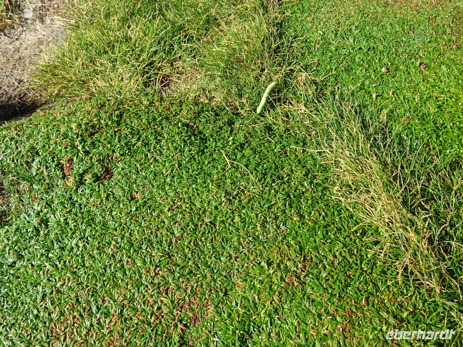  auf den dicken Moospolstern von Downpatrick Head