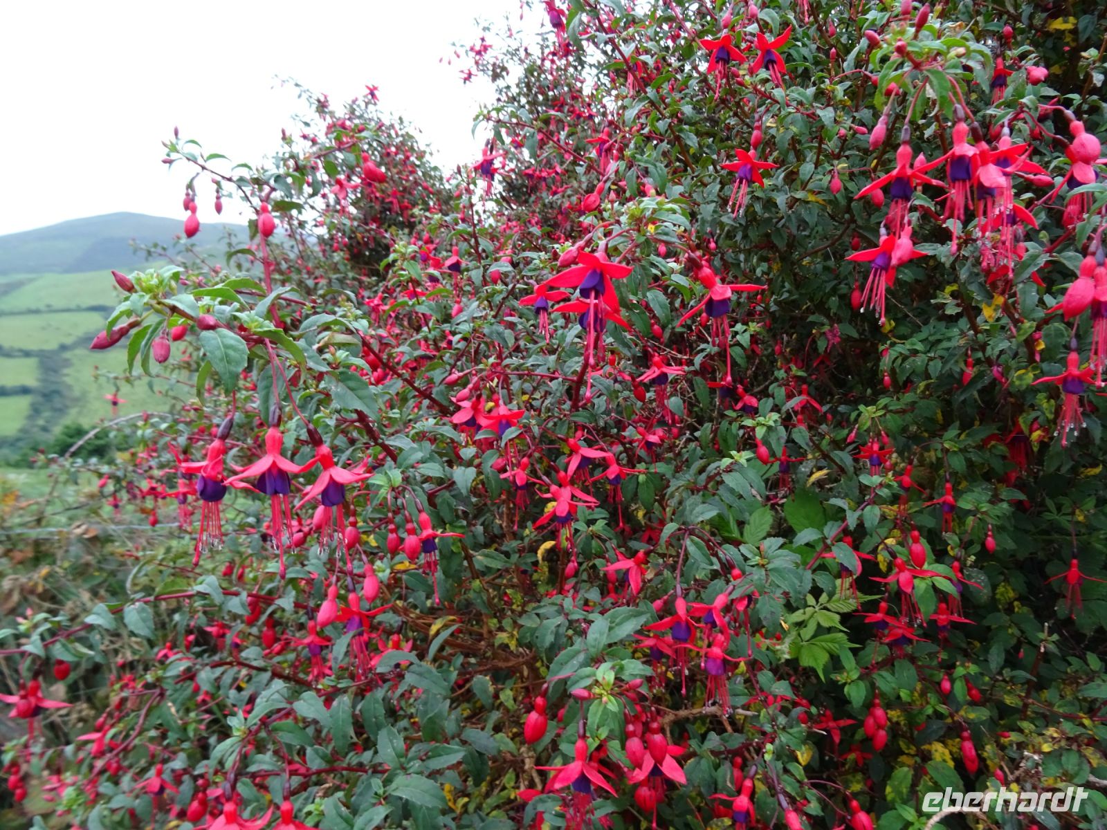 Fuchsien auf der Dingle Halbinsel