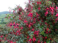 Fuchsien auf der Dingle Halbinsel
