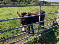 6. Tag – Wanderung auf den Aran Islands