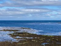 6. Tag – Wanderung auf den Aran Islands – Mittagspause an der Robbenkolonie