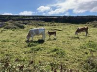 6. Tag – Wanderung auf den Aran Islands