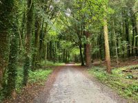 9. Tag – Spaziergang in Coole Park