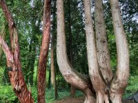 9. Tag – Spaziergang in Coole Park