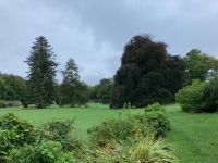 9. Tag – Spaziergang in Coole Park – Autograph Tree