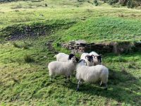 10. Tag – Ring of Kerry – Besuch beim Schäfer Brendan