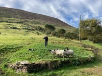 10. Tag – Ring of Kerry – Besuch beim Schäfer Brendan