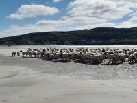 Donegal Rundfahrt: Narn