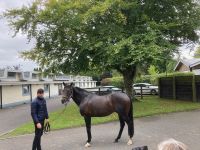 11. Tag – Irisches Nationalgestüt bei Kildare – Invincible Spirit