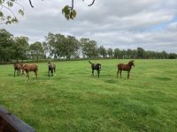 11. Tag – Irisches Nationalgestüt bei Kildare