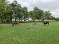 11. Tag – Irisches Nationalgestüt bei Kildare