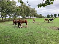 11. Tag – Irisches Nationalgestüt bei Kildare