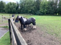 11. Tag – Irisches Nationalgestüt bei Kildare