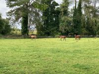 11. Tag – Irisches Nationalgestüt bei Kildare