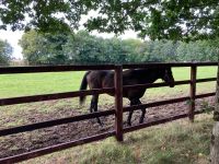 11. Tag – Irisches Nationalgestüt bei Kildare