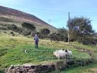 Besuch beim Schäfer am Ring of Kerry