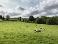 3. Reisetag – Abstecher zum Castle Doe – Schafe auf der Weide