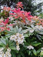 Belfast: Botanischer Garten